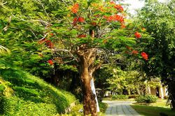Ngắm cây trên phố