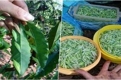 Sởn gai ốc với món ăn lạ từ sâu, nhộng ở đại ngàn Tây Nguyên