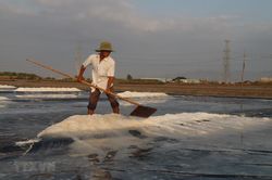 Diêm dân Bạc Liêu phấn khởi vì năm nay muối được mùa, trúng giá