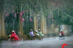 Mưa đầu mùa