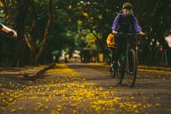 Hoàng điệp vàng rực tháng 4, gọi hè về trên xứ Huế