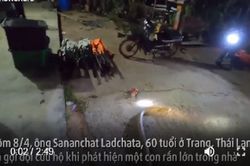 Mải xem nhân viên cứu hộ nhảy, rắn hổ mang chúa bị tóm sống