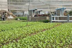 Phường Hiệp Thành chưa làm đúng chỉ đạo vụ 'cất nhà, trồng rau trên đất mộ'