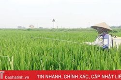 Lo sâu cuốn lá nhỏ phá hại cuối vụ, nông dân Hà Tĩnh 'tức tốc' phòng trừ