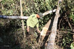 Lâm Đồng sẽ xử lý người đứng đầu địa phương để xảy ra phá rừng