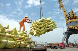 Để xứng danh cường quốc lương thực