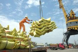 Để xứng danh cường quốc lương thực