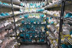 Thu mua khẩu trang giữa dịch, chính phủ Mỹ bị lấy giá gấp 8 lần