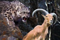 Dê núi nhảy sông thoát khỏi nanh vuốt báo tuyết