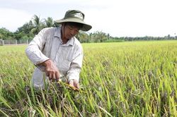 Khởi nghiệp kiểu Ba Nhựt