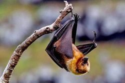 Ấn Độ phát hiện thêm virus corona chủng mới ở dơi