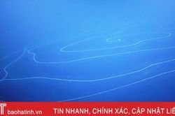 Phát hiện động vật dài nhất hành tinh