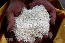 Gạo nếp có vị trí thế nào trong an ninh lương thực quốc gia?