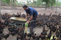 Nuôi gà ta thả vườn bằng thảo dược thu lãi hàng trăm triệu đồng mỗi năm