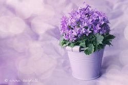 7 loại cây đặt trong phòng giúp bạn có giấc ngủ ngon