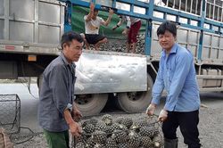 Long đong quả dứa Mường Chà