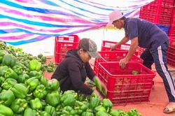 Giá nông sản biến động thất thường