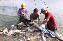 Gia Viễn: Tạo đột phá trong công tác giảm nghèo