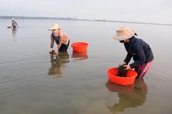 Hái ra tiền nhờ nghề vớt rong câu trên sông Trường Giang