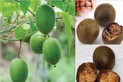 Dược thiện lợi phế, trị ho
