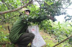 Chanh trái vụ ở miền núi Nghệ An được thương lái thu mua tận vườn