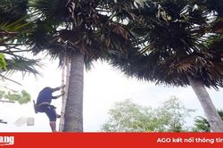 Nghề 'lấy mật' thốt nốt