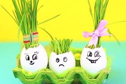 Vỏ trứng và các cách trồng cây đơn giản trong nhà bếp