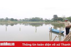 Hiệu quả mô hình trồng sen Nhật Bản kết hợp nuôi cá trên vùng đất chiêm trũng