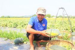 Giữa mùa dịch COVID-19, nông dân Quảng Nam phấn khởi nhờ bội thu dưa hấu