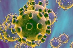 6 loại virus corona mới vừa được phát hiện trên dơi