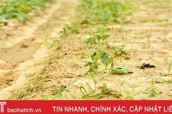 Hơn 50% diện tích dưa hấu xuân hè ở Kỳ Hoa bị héo rũ