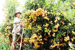 Để đặc sản vươn xa