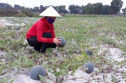 Dưa hấu Long Quang mất mùa, mất giá