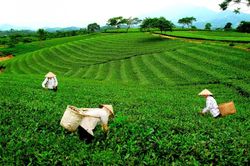 Thái Nguyên dự kiến trồng thêm 700 ha chè