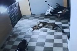 Bị báo hoang lao vào nhà tấn công, chó cưng thoát chết may mắn