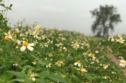 Cỏ