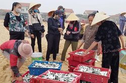 Ngư dân bãi ngang Quảng Bình có thu nhập cao nhờ trúng mùa hải sản