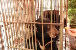 Cứu hộ ba cá thể gấu ngựa tại Nam Định trong dịch Covid-19