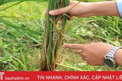 Xuất hiện các ổ rầy mật độ lớn 'đe dọa' lúa xuân Hà Tĩnh