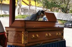 Malaysia phá lệ nhập cảnh, cho phép cô gái về nhìn mặt mẹ lần cuối