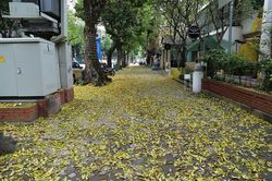 Hà Nội: Mùa lá rụng nhuộm vàng nhiều tuyến phố