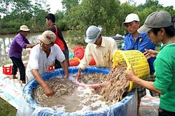 Cà Mau cho vay vốn 'giải cứu' doanh nghiệp thủy sản