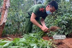 Xen canh cần sa trong rẫy cà-phê