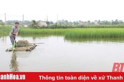Hiệu quả kinh tế của mô hình sản xuất cá – lúa