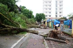 Lốc xoáy làm gãy đổ hàng chục cây si lớn ở Lào Cai
