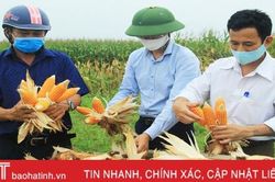 Nông dân Nghi Xuân bội thu ngô trên vùng đất hoang