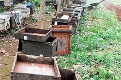 Truy tìm kẻ xấu nghi đầu độc bầy ong nuôi lấy mật
