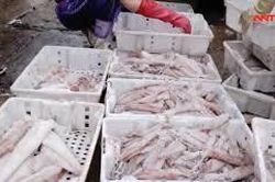 Sự thật về loại mực siêu to đang hút khách