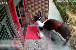 Trâu điên húc văng người phụ nữ đang bế con nhỏ trước của nhà