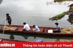 Cá nuôi lồng trên sông Mã chết không phải do các bệnh truyền nhiễm
